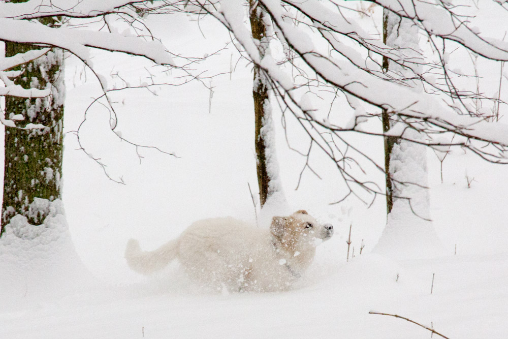 Pyrenäenberghund - Neuschnee Ende Februar 2013 - Gruppenbild