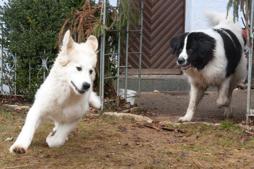 Pyrenäenberghund - Besuch von Lisa März 2013