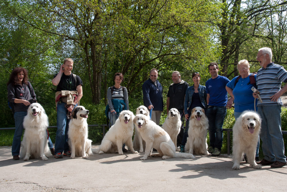 Pyrenäenberghund - Tierpark Hellabrunn Mai 2013 - Gruppenbild
