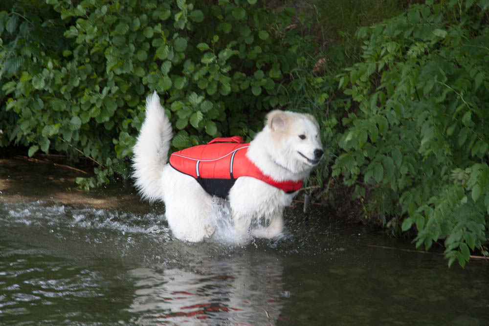 Urlaub mit Pyrenäenberghund Juni 2013 - Deutschland - Mecklenburgische Seenplatte - Héloise im Wasser