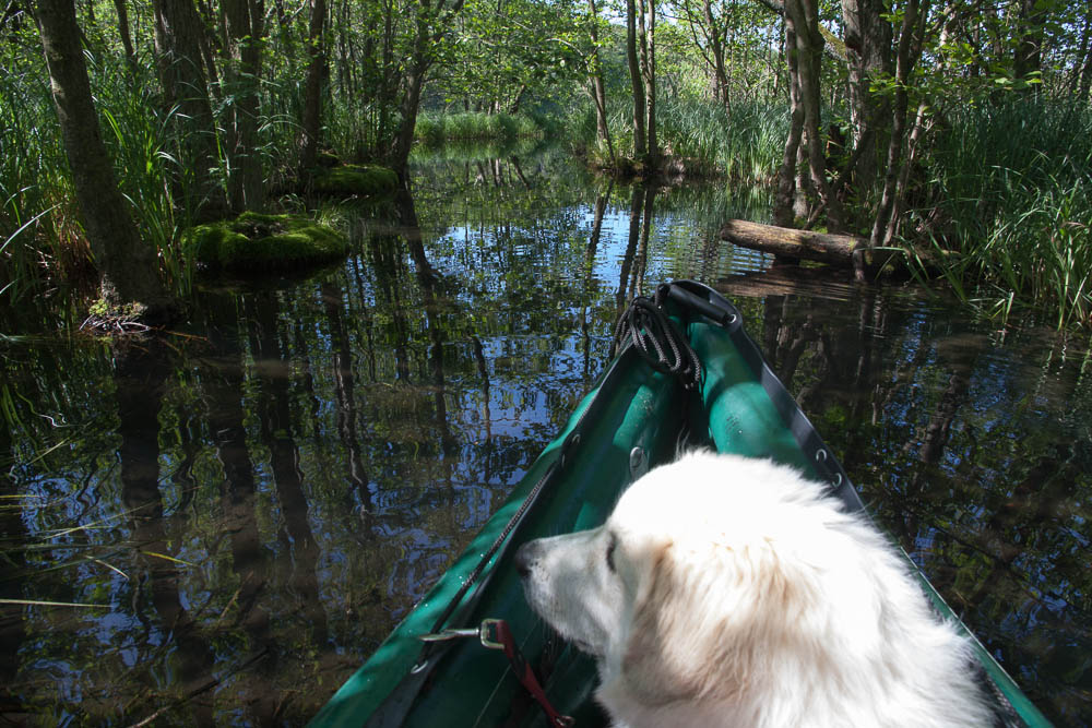 Urlaub mit Pyrenäenberghund Juni 2013 - Deutschland - Mecklenburgische Seenplatte - MeckPomm 1