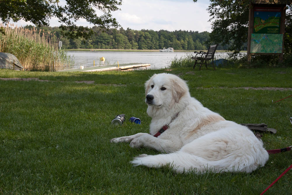 Urlaub mit Pyrenäenberghund Juni 2013 - Deutschland - Mecklenburgische Seenplatte - MeckPomm 3
