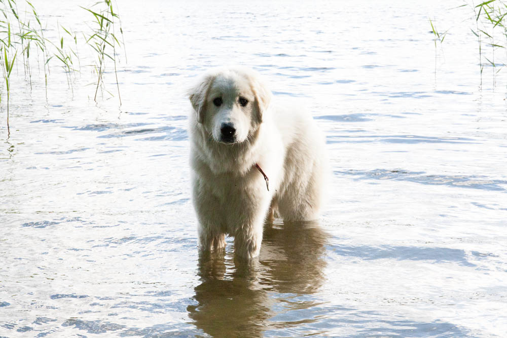 Urlaub mit Pyrenäenberghund Juni 2013 - Deutschland - Mecklenburgische Seenplatte - MeckPomm 6