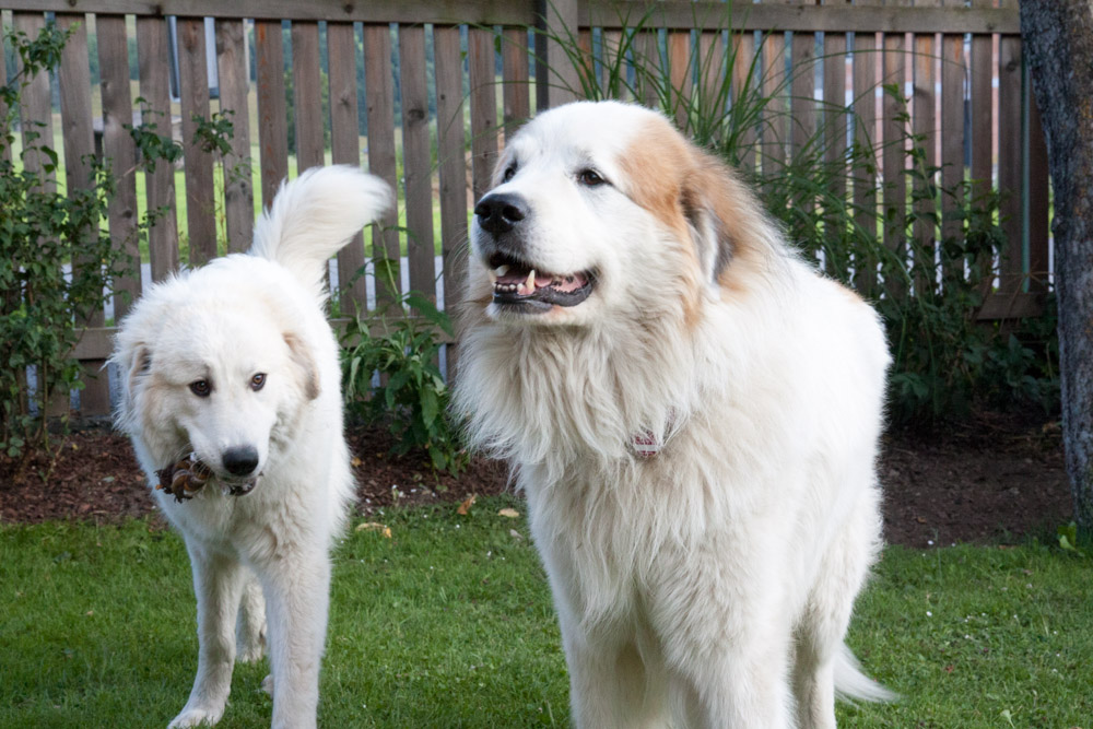 Pyrenäenberghund - Zu Besuch bei Balou 12./13./14.07.2013