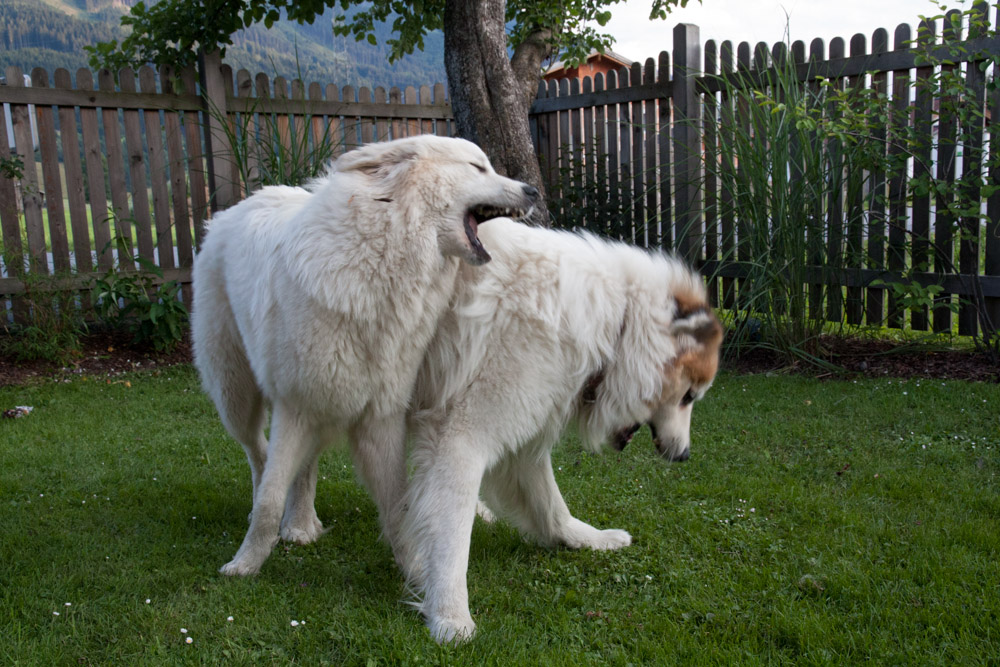 Pyrenäenberghund - Zu Besuch bei Balou 12./13./14.07.2013