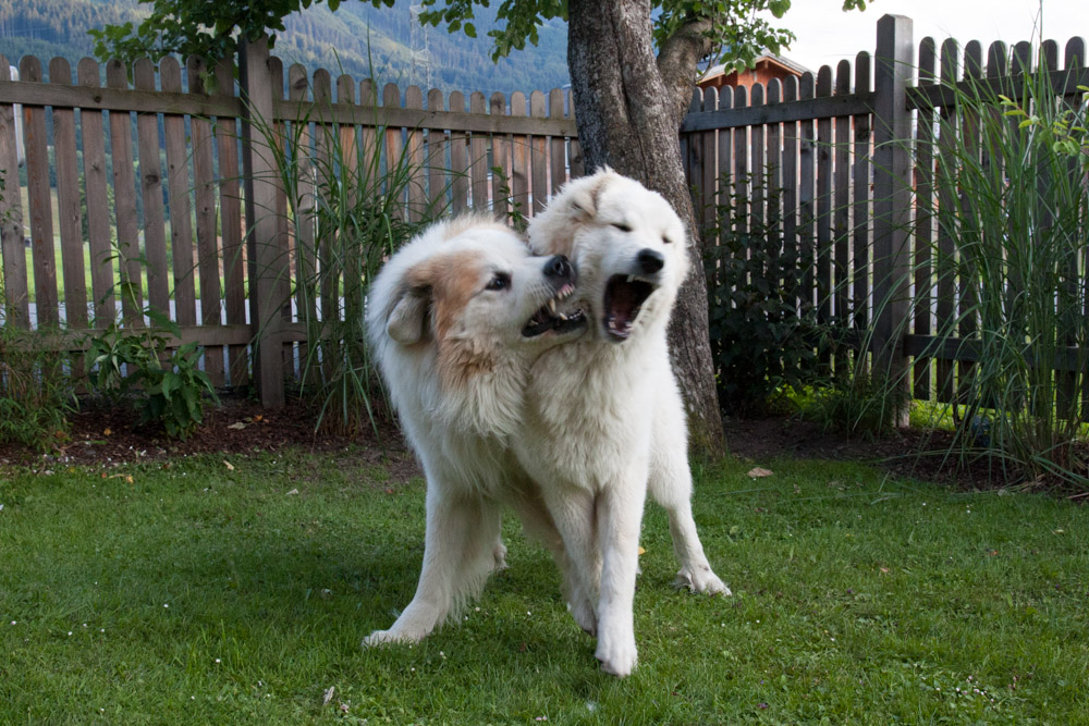 Pyrenäenberghund - Zu Besuch bei Balou 12./13./14.07.2013