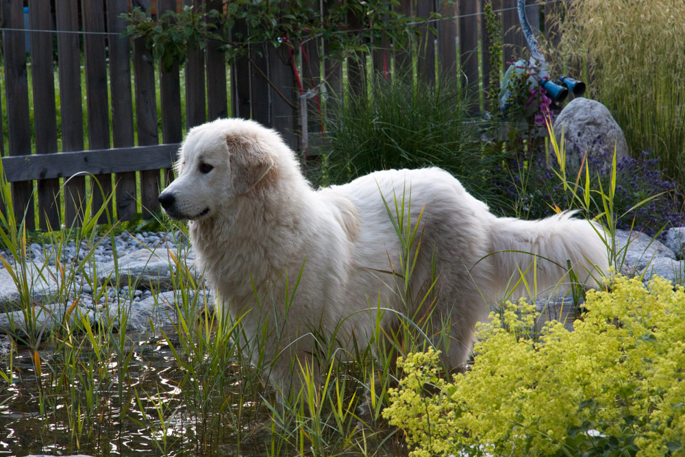 Pyrenäenberghund - Zu Besuch bei Balou 12./13./14.07.2013