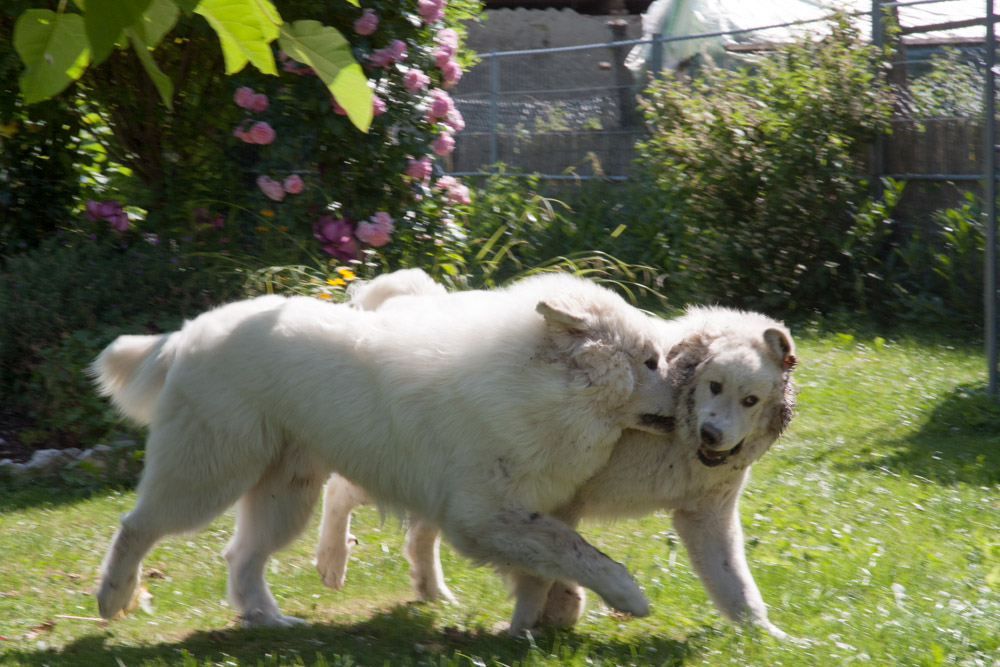 Pyrenäenberghund - Zu Besuch bei Cyrano und Hadrien Juli 2013