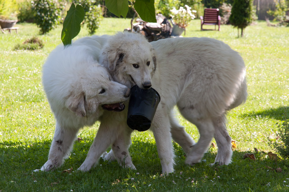 Pyrenäenberghund - Zu Besuch bei Cyrano und Hadrien Juli 2013