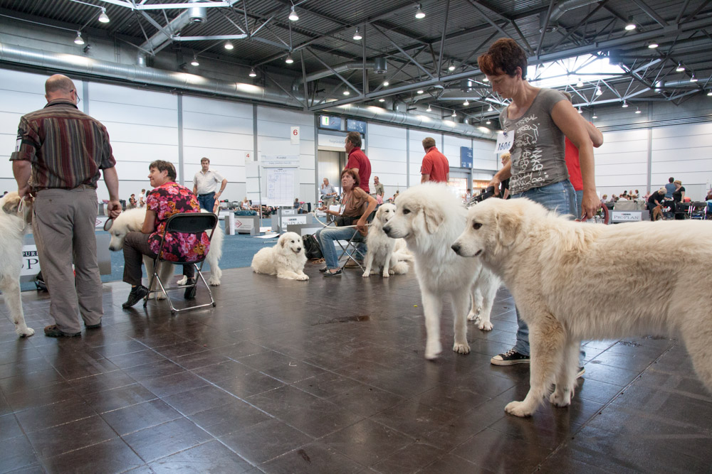 Pyrenäenberghund - Internationale Ausstellung 24.08.13 und German Winner Show 2013 25.08.13 in Leipzig