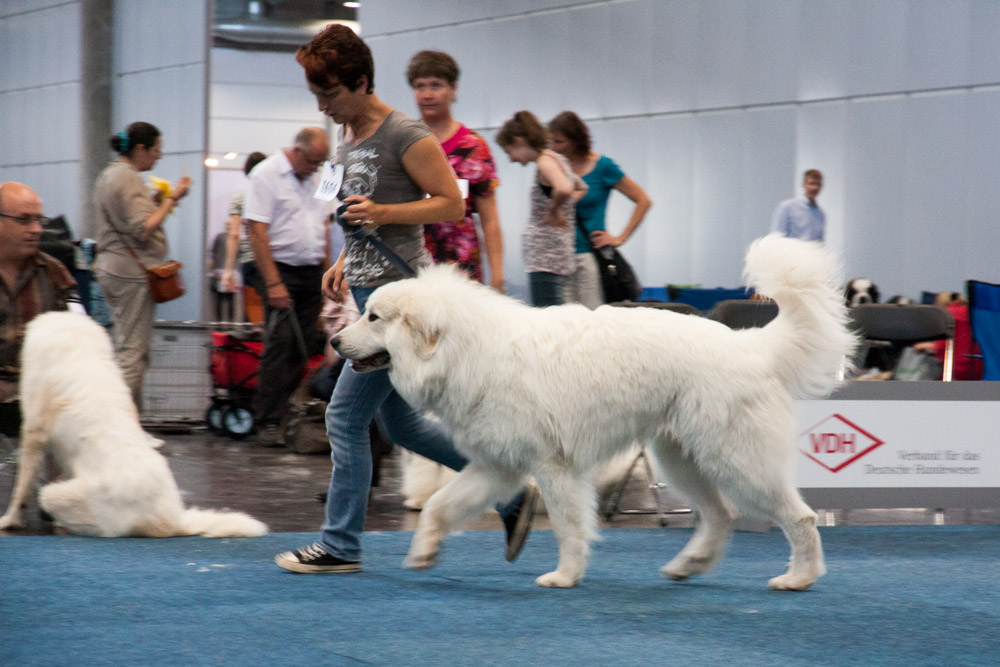 Pyrenäenberghund - Internationale Ausstellung 24.08.13 und German Winner Show 2013 25.08.13 in Leipzig