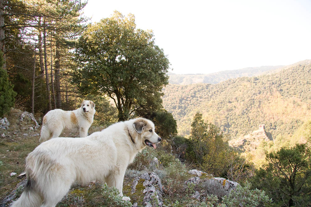 Urlaub mit Pyrenäenberghund Oktober 2008 - Frankreich - Montagne Noir - Pradelles - Montagne Noir5