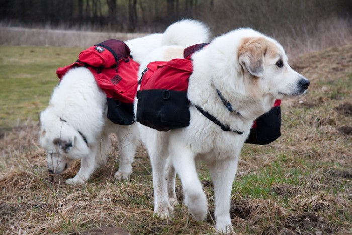 Pyrenäenberghund - Anshuli und Ariadne beim Packtaschentraining