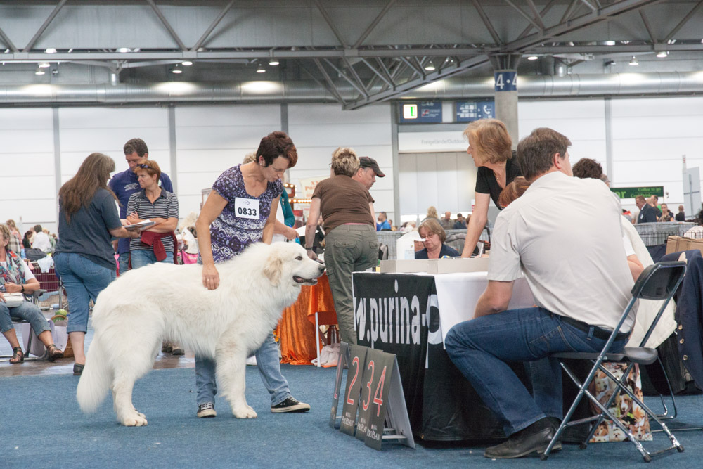 Pyrenäenberghund - Internationale Ausstellung 24.08.13 und German Winner Show 2013 25.08.13 in Leipzig