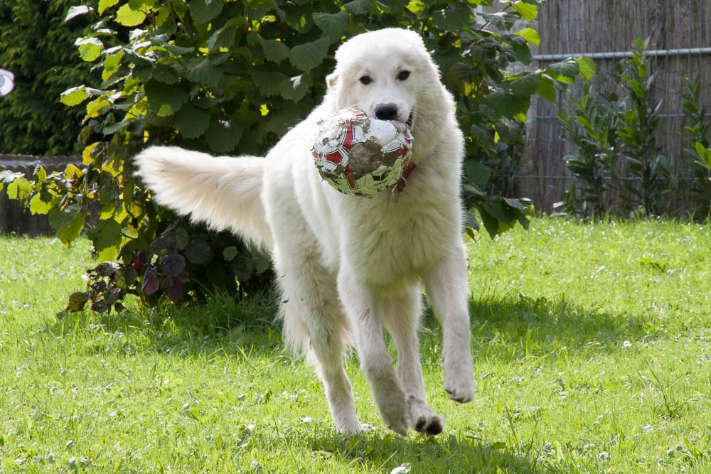 Pyrenäenberghund - Heloise September 2013