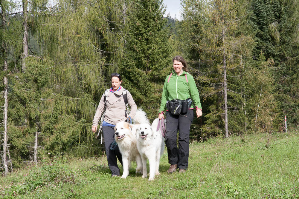 News und Bilder vom Pyrenäenberghund Welpentreffen 2013 - Cécile und Balou