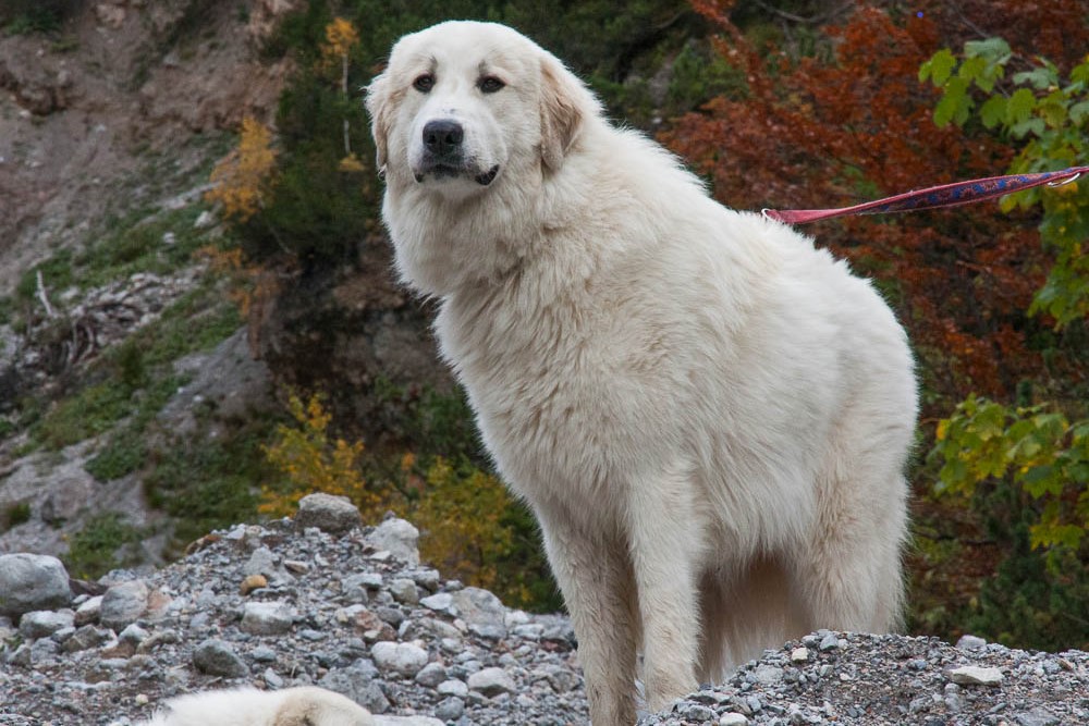 News und Bilder vom Pyrenäenberghund Welpentreffen 2013 - Héloise