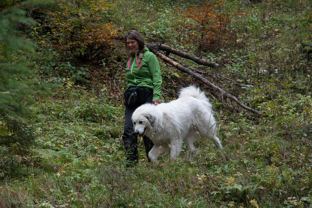 News und Bilder vom Pyrenäenberghund Welpentreffen 2013 - Cécile