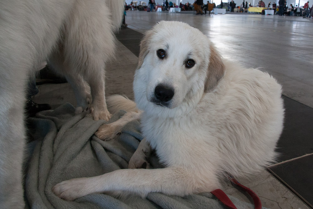 Pyrenäenberghund - Nationale und Internationale Rassehundeausstellung 09./10.11.2013 Karlsruhe