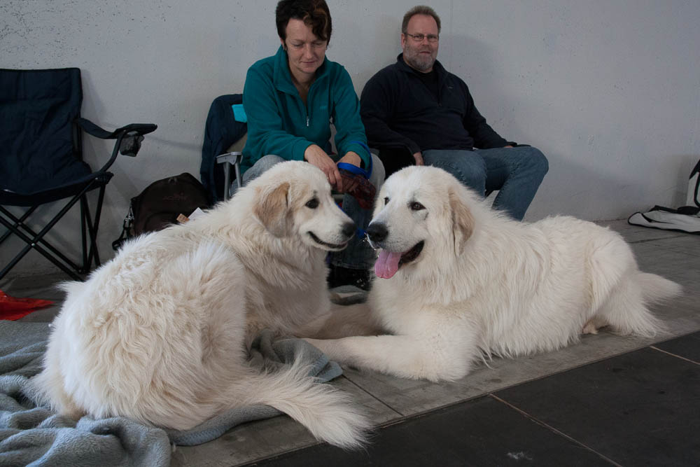 Pyrenäenberghund - Nationale und Internationale Rassehundeausstellung 09./10.11.2013 Karlsruhe