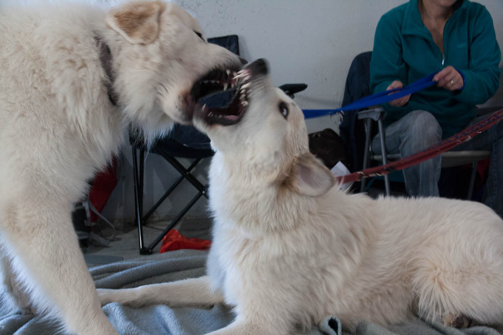 Pyrenäenberghund - Nationale und Internationale Rassehundeausstellung 09./10.11.2013 Karlsruhe