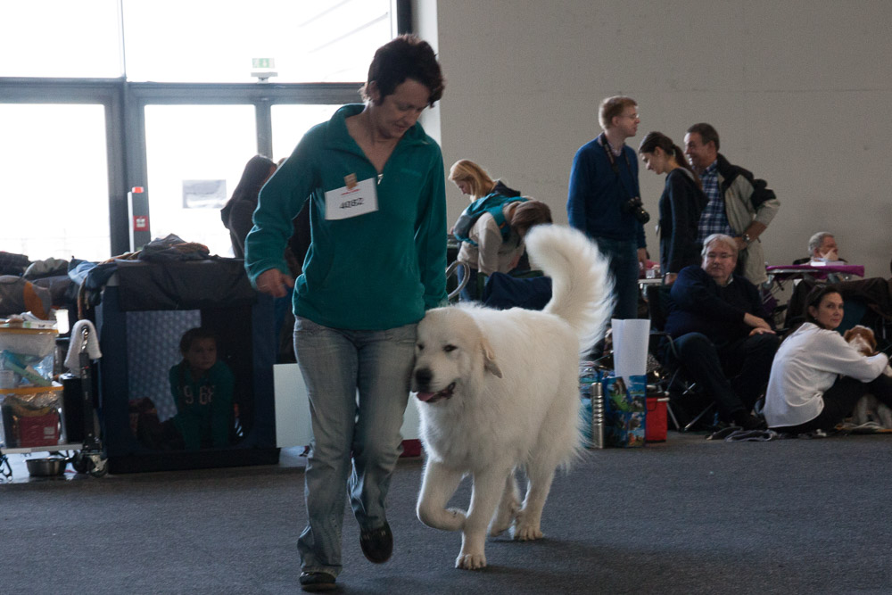 Pyrenäenberghund - Nationale und Internationale Rassehundeausstellung 09./10.11.2013 Karlsruhe