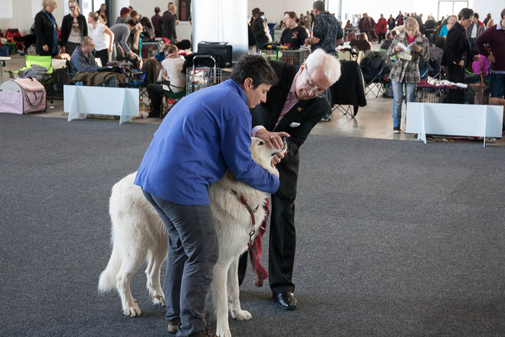 Pyrenäenberghund - Nationale und Internationale Rassehundeausstellung 09./10.11.2013 Karlsruhe