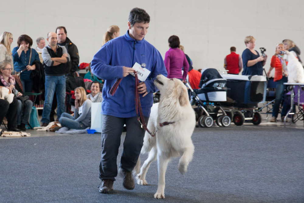 Pyrenäenberghund - Nationale und Internationale Rassehundeausstellung 09./10.11.2013 Karlsruhe