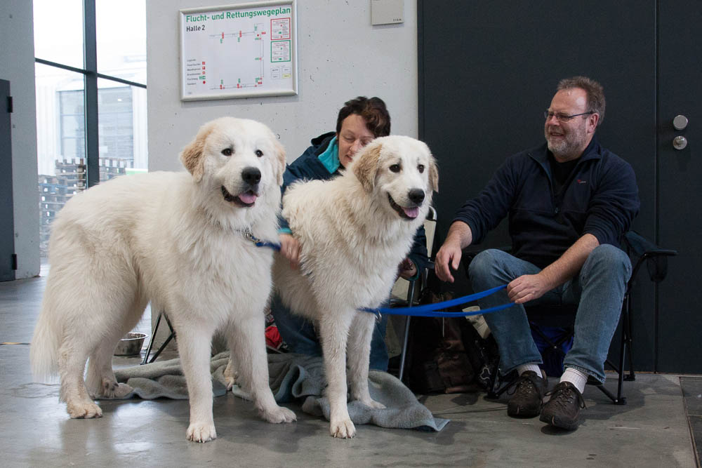 Pyrenäenberghund - Nationale und Internationale Rassehundeausstellung 09./10.11.2013 Karlsruhe