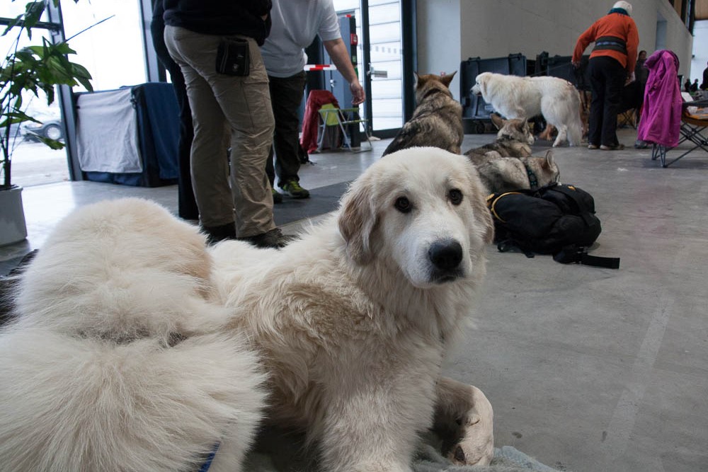 Pyrenäenberghund - Nationale und Internationale Rassehundeausstellung 09./10.11.2013 Karlsruhe