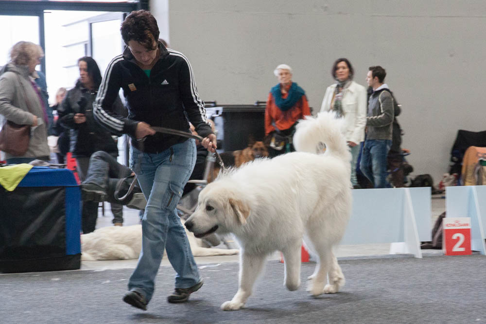 Pyrenäenberghund - Nationale und Internationale Rassehundeausstellung 09./10.11.2013 Karlsruhe