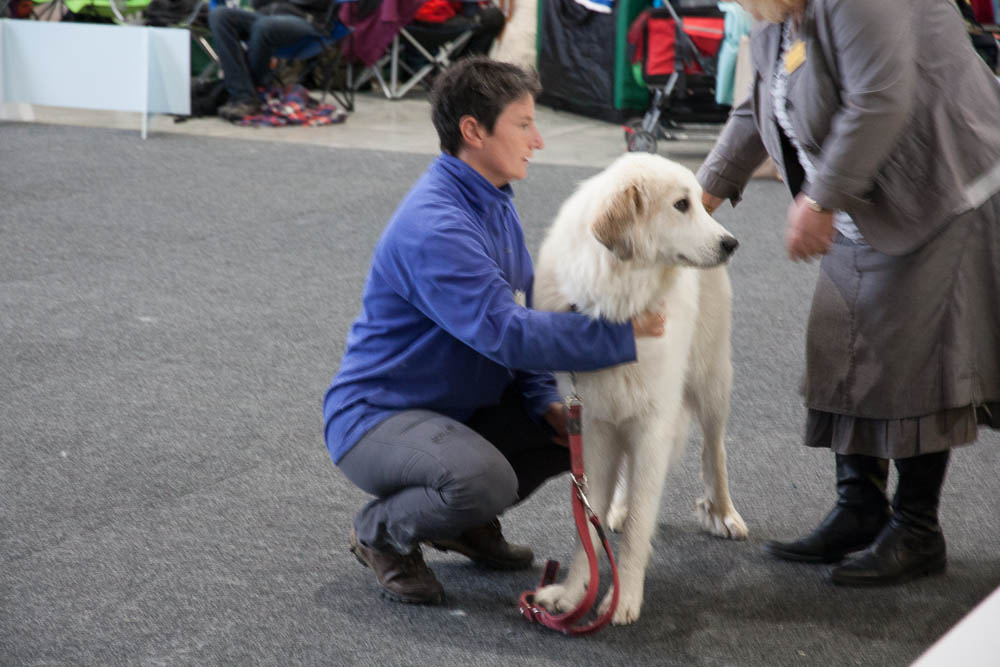 Pyrenäenberghund - Nationale und Internationale Rassehundeausstellung 09./10.11.2013 Karlsruhe