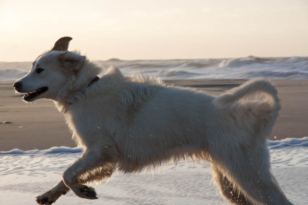 Urlaub mit Pyrenäenberghund - Dezember 2013 - Dänemark - Houvig (Nordsee)