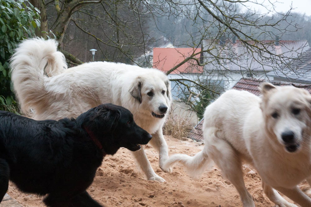 Pyrenäenberghund - Silvester 2013