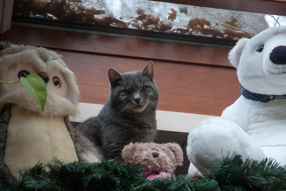 Pyrenäenberghund - Silvester 2013