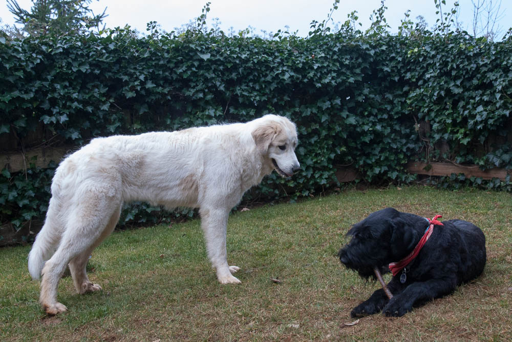 Pyrenäenberghund - Besuch von Xarri Januar 2014