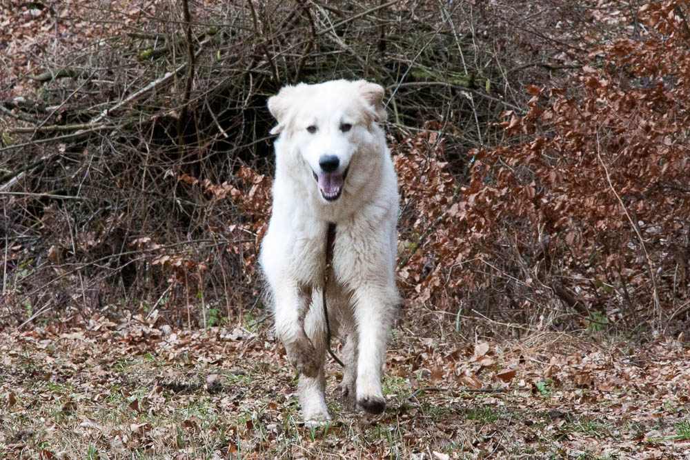 Pyrenäenberghund - Spaziergänge im Februar 2014
