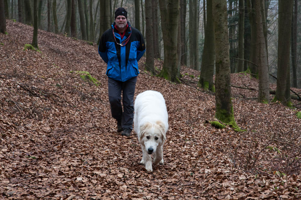 Pyrenäenberghund - Spaziergang Anfang März 2014 - Gruppenbild