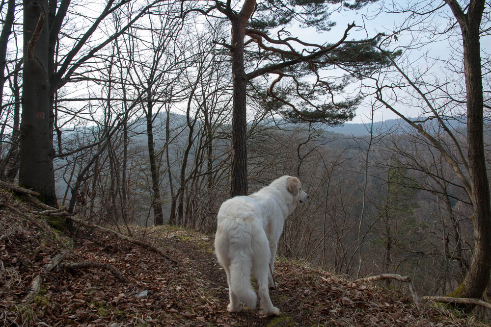 Pyrenäenberghund - Spaziergang Anfang März 2014
