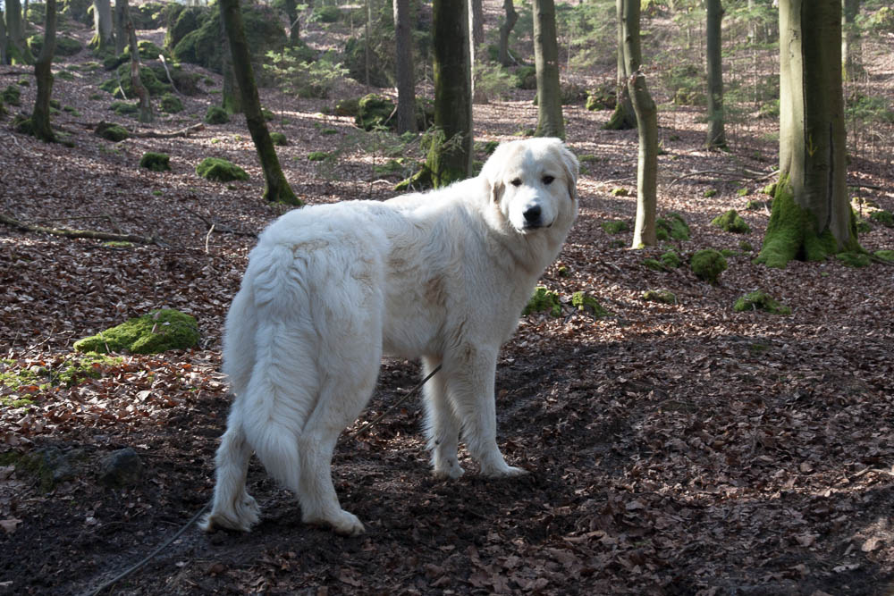 Pyrenäenberghund - Spaziergang Birgland März 2014 - Gruppenbild