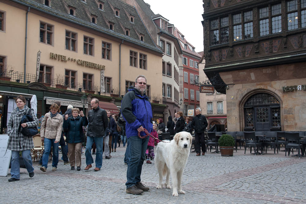 Pyrenäenberghund - Internationale Rassehundeausstellung Offenburg (27. Ortenau-Schau) 15./16.03.2014