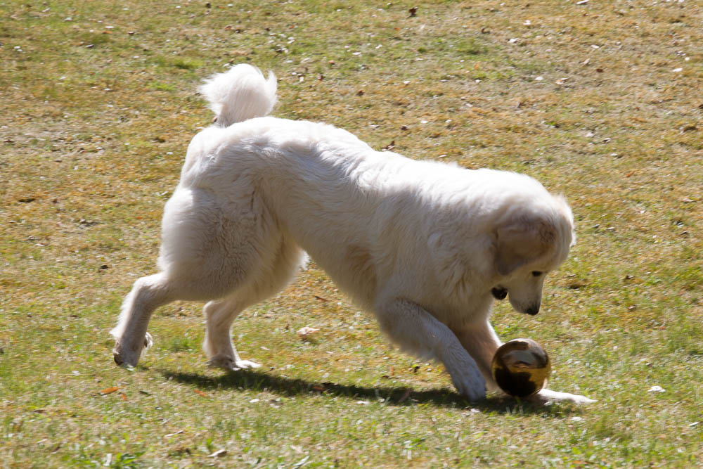 Pyrenäenberghund - Zu Besuch bei Balou 29./30.03.2014