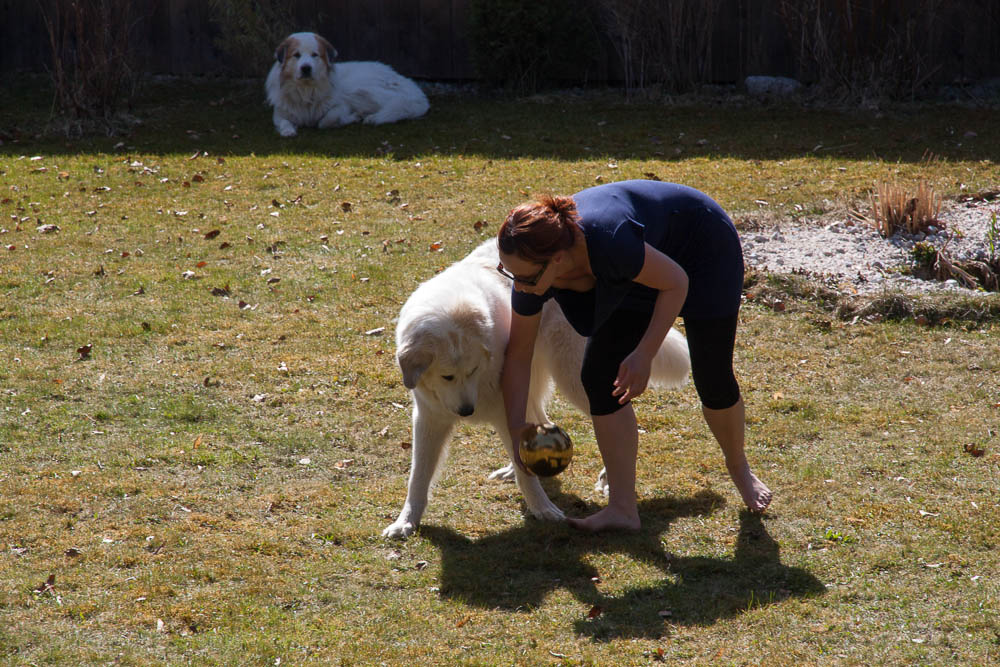 Pyrenäenberghund - Zu Besuch bei Balou 29./30.03.2014