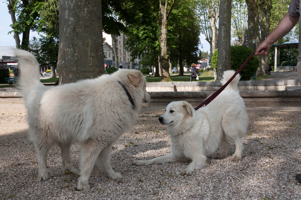 Urlaub mit Pyrenäenberghund Mai 2014 - Frankreich - Célé (Zentralmassiv) und Aydius (Pyrenäen) - Célé2