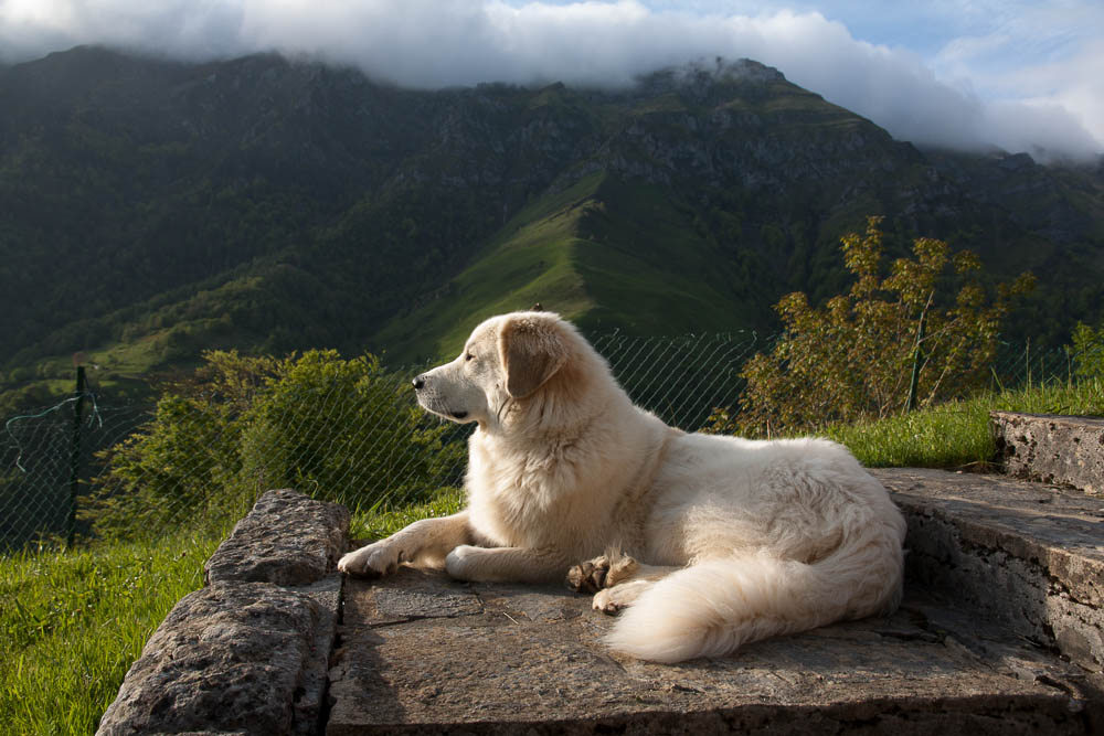Urlaub mit Pyrenäenberghund Mai 2014 - Frankreich - Célé (Zentralmassiv) und Aydius (Pyrenäen) - Héloise