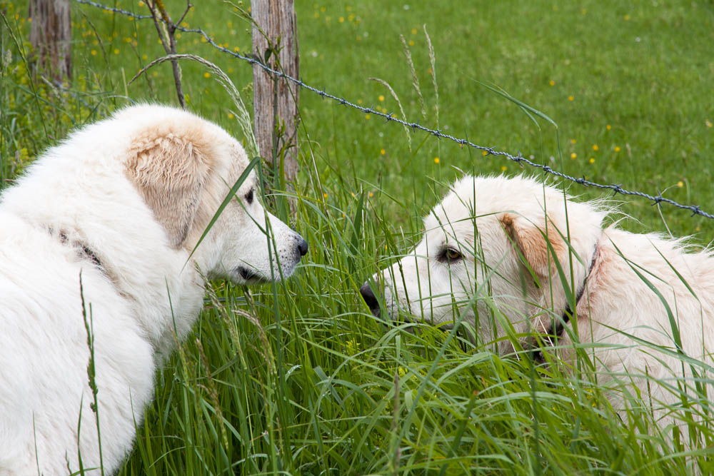 Urlaub mit Pyrenäenberghund Mai 2014 - Frankreich - Célé (Zentralmassiv) und Aydius (Pyrenäen) - Aydius4
