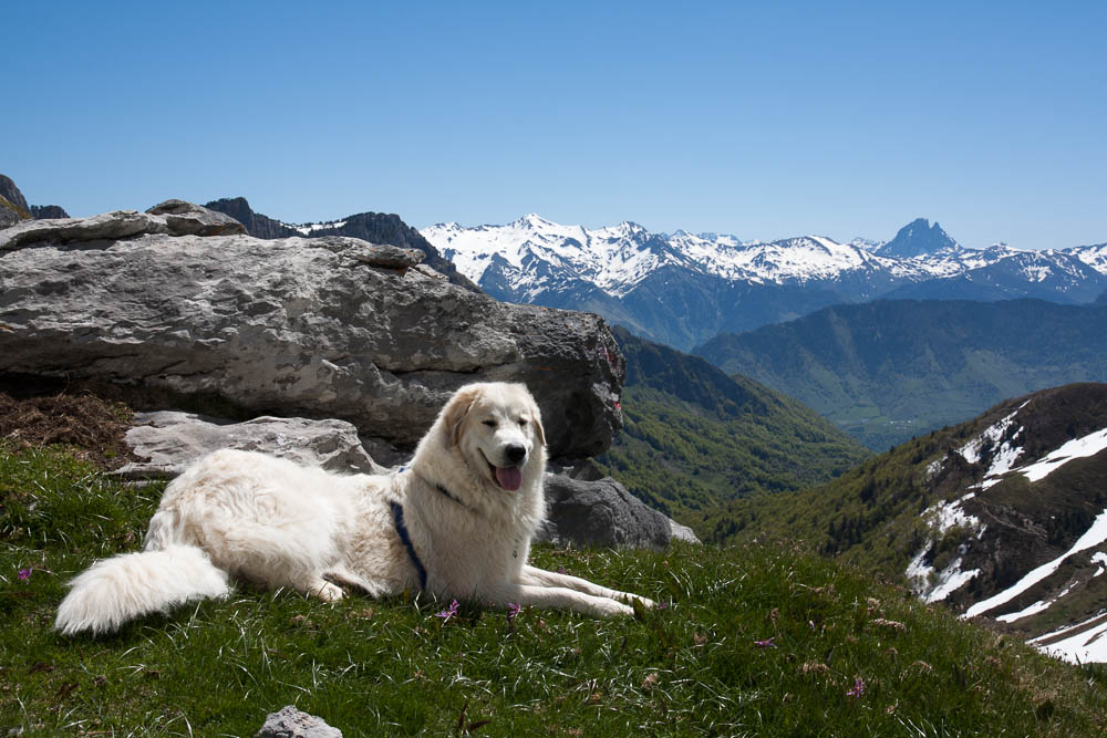 Urlaub mit Pyrenäenberghund Mai 2014 - Frankreich - Célé (Zentralmassiv) und Aydius (Pyrenäen) - Aydius1