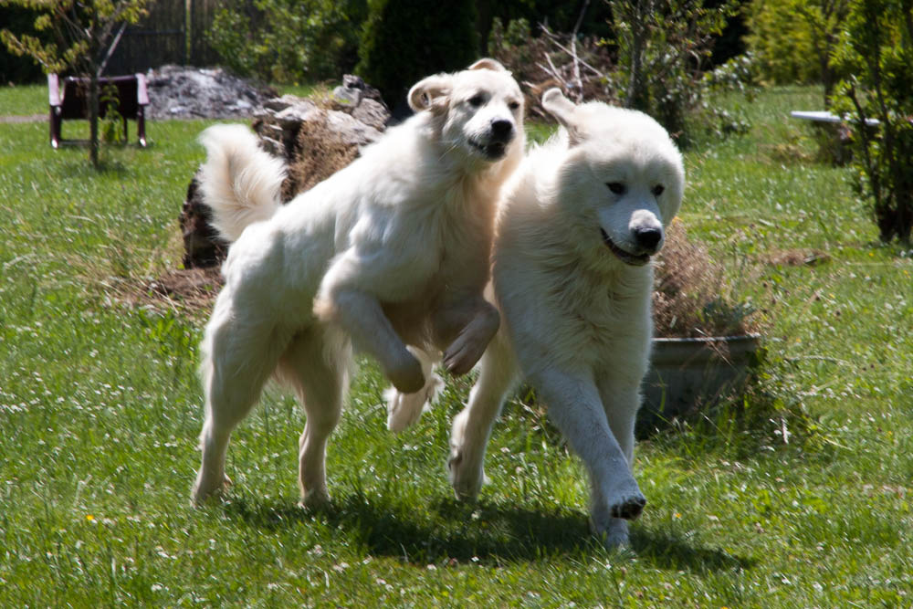 Pyrenäenberghund - Zu Besuch bei Hadrien und Cyrano Juli 2014