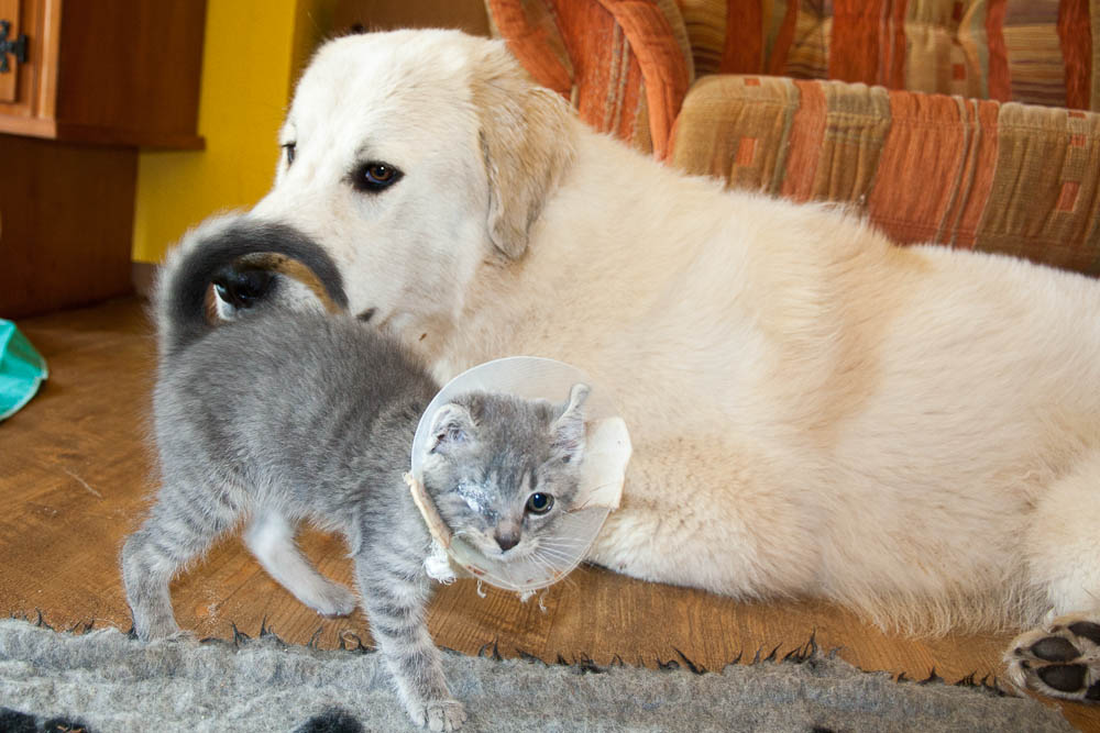 Pyrenäenberghund - Lucky und Héloise - Gruppenbild