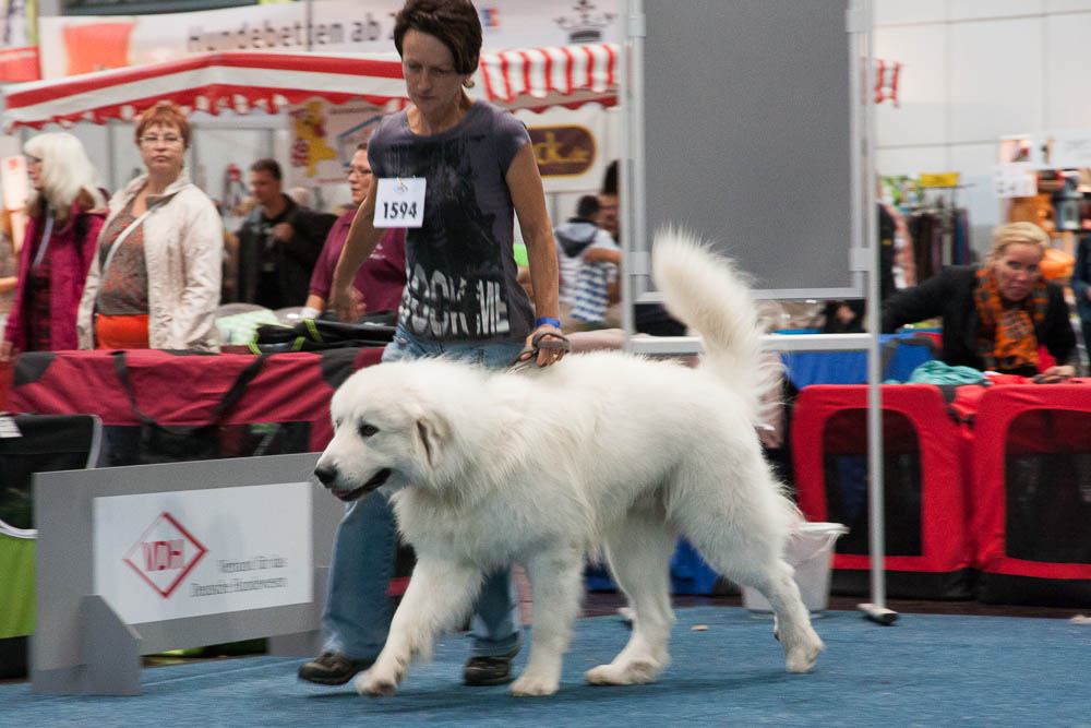 Pyrenäenberghund - German Winner Show Leipzig 23.08.2014 und Internationale Ausstellung Leipzig 24.08.2014